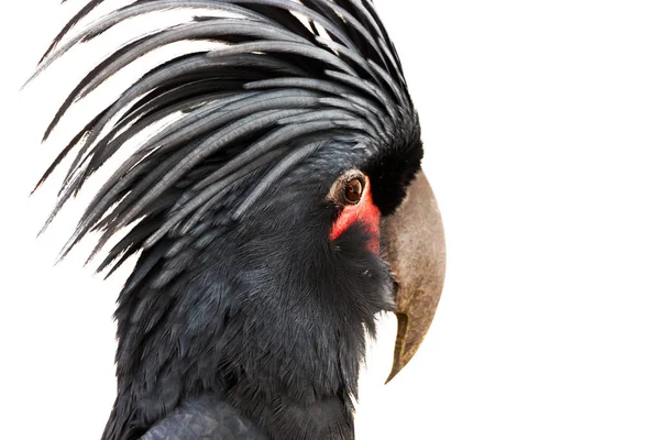 Pássaro preto da cacatua — Fotografia de Stock