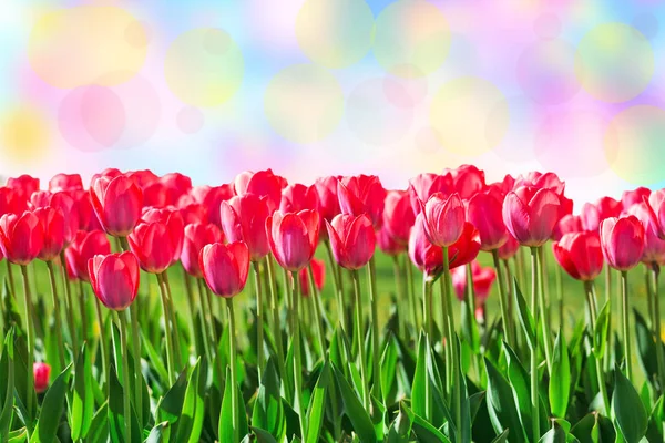 Tulipani di magenta freschi Immagini Stock Royalty Free