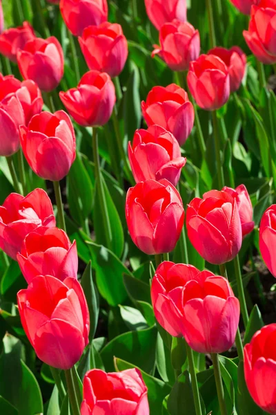 Tulipani di magenta freschi Foto Stock