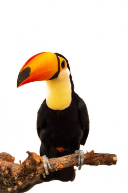 Colorful toucan on the branch clipart