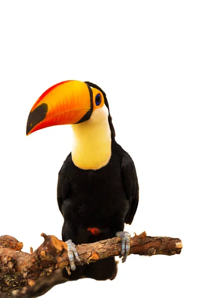 Färgglada toucan på gren — Stockfoto