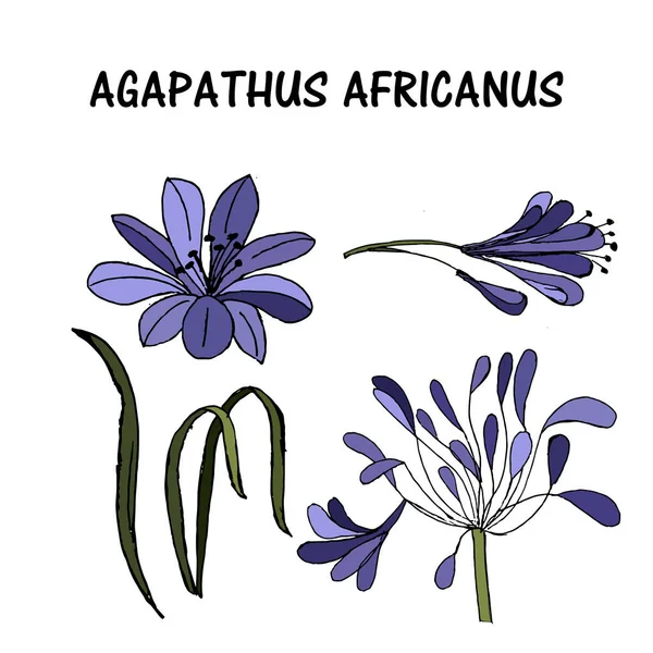Mavi Mor Agapanthus Vektör İllüstrasyonu. Beyaz Arkaplanda izole edilmiş.