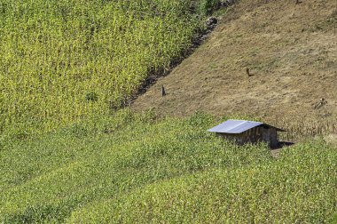 Dağdaki ahşap ev ve mısır çiftliği..