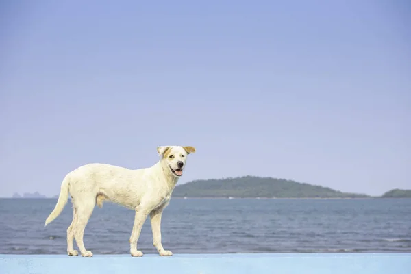 Weißer Hund Steht Auf Betonstraße Hintergrund Ozean Und Insel — Stockfoto