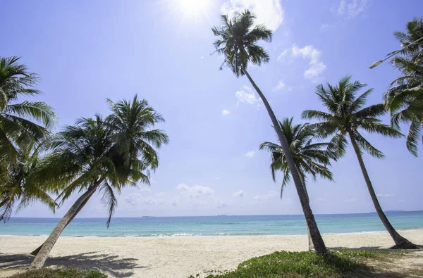Veel Kokosnoot Palmen Het Strand Achtergrond Zee Lucht Bij Cabana — Stockfoto
