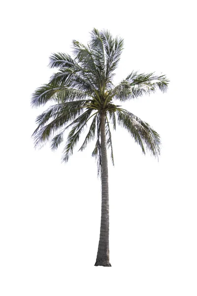Izolowane Drzewa Kokosowe Białym Tle Ścieżką Wycinania — Zdjęcie stockowe