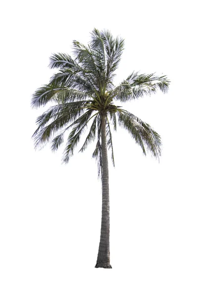 Cocotiers Isolés Sur Fond Blanc Avec Chemin Coupe — Photo