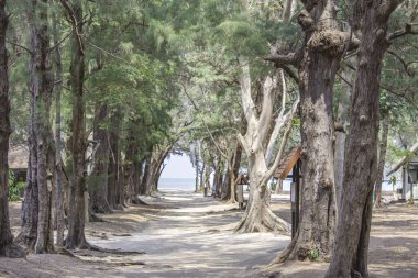 Ağaçlarla kaplı kum yürüyüşü yolu Arkaplan denizi.
