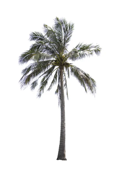 Cocos Aislados Sobre Fondo Blanco Con Ruta Recorte —  Fotos de Stock