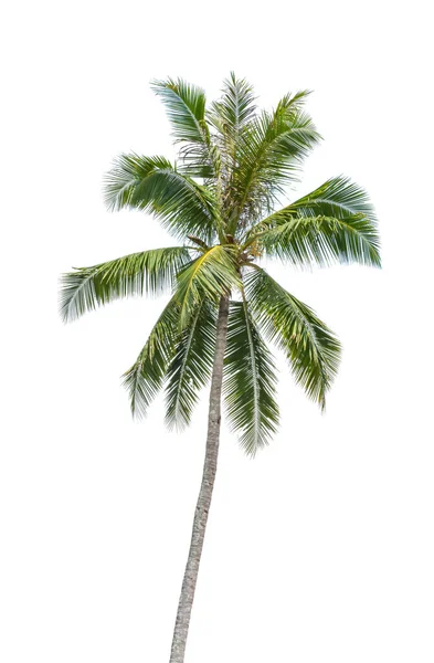 Isolated Coconut Trees White Background Clipping Path — Stock Photo, Image