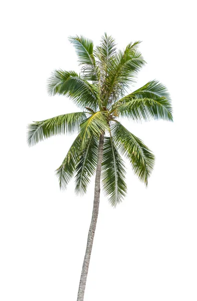 Izolowane Drzewa Kokosowe Białym Tle Ścieżką Wycinania Obrazy Stockowe bez tantiem