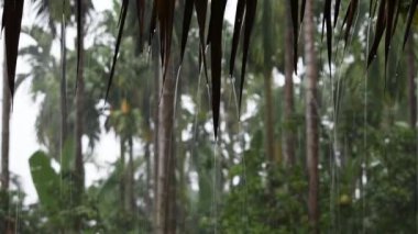 Yağmurlu zamanlarda kurumuş yapraklardan yapılan damlalar damlalar çatıdan aşağı akar. Arka plan bulanık ağaçlar..