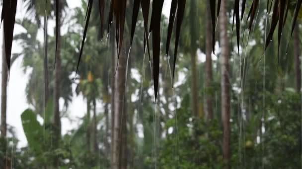 Krople wody, która spływa z dachu, który jest wykonany z suszonych liści w czasie deszczu Tło rozmazane drzewa. — Wideo stockowe