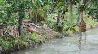 Yağmur yapraklara ve greyfurt ağacına düştü. Arka planda asılı bir bambu sepeti, bulanık ağaçlar ve su vardı.