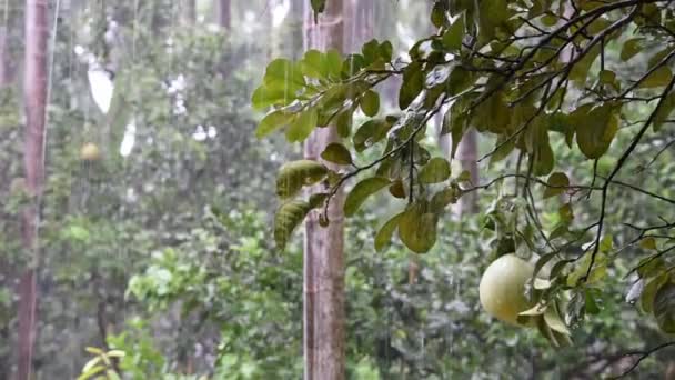 Déšť padal na listí a grapefruit Pozadí rozmazané stromy. — Stock video