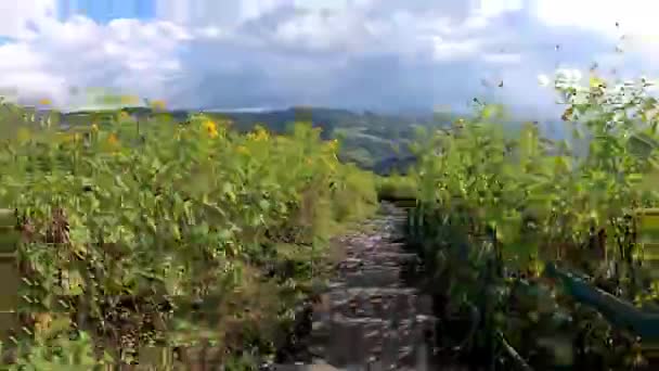 Movimento a curvatura temporale Scendendo nei campi di fiori gialli o Tithonia diversifolia (Hemsl.) A.Gray. Sullo sfondo montagne belle nuvole nel cielo e la strada a Doi Mae Ukho, Mae Hong Son in Thail — Video Stock