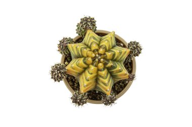 İzole edilmiş Üst Görünüm resmi Beyaz arkaplan üzerinde kil çömlekler içinde Sarı Değiştirilmiş Yeşil castalar kırpma yolu ile.