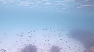 Birçok küçük balık kumlu zeminler ve mercanlarla açık denizde yüzer. Yansıtıcı yüzeyler..