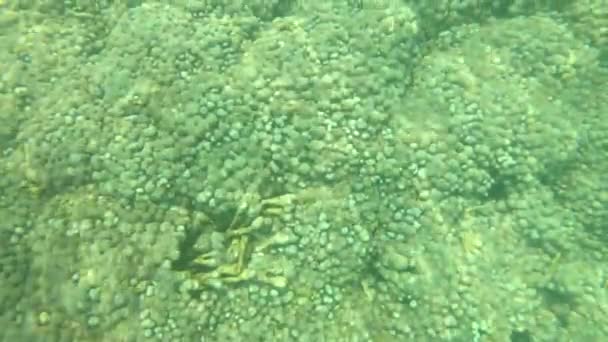 Molti piccoli pesci nuotano nel mare limpido con coralli e superfici riflettenti. — Video Stock