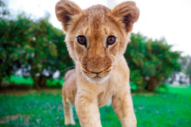 Yeşil güneşli savana gözlerine bakıp aslan yavrusu