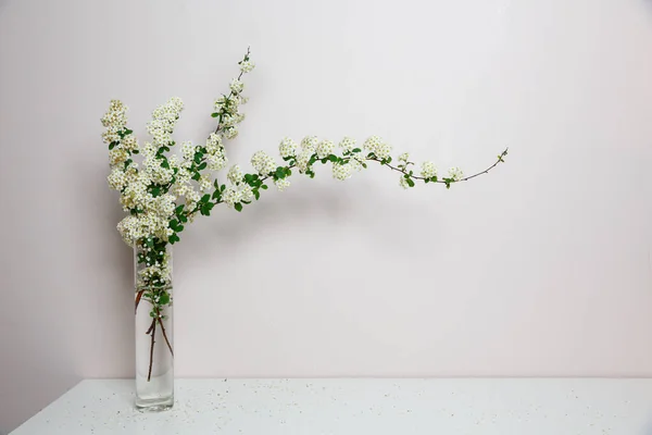 Élégante Brindille Beau Printemps Minuscules Fleurs Blanches Spirée Dans Vase Images De Stock Libres De Droits