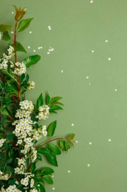 Beautiful spring tiny white flowers (Spiraea cana) on green background in form of frame, textures and backgrounds for text, view from above, layout of the invitation, template for greeting card, invitation clipart