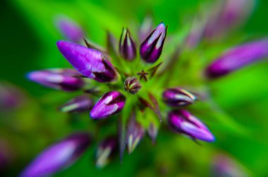    Phlox yaz aylarında mor çiçekler