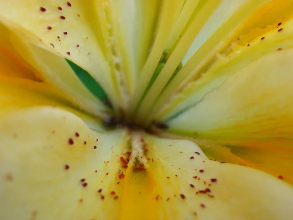 Flower Yellow Lily Macro Photo — Stock Photo, Image