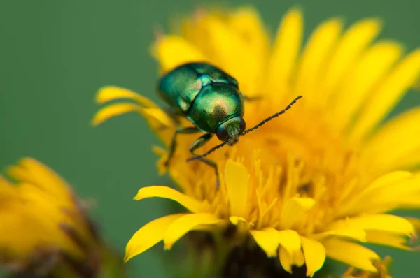 Macro photograph of a green beetle