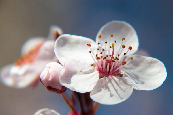 Kiraz tomurcuğunun öğretisi makro fotoğraf