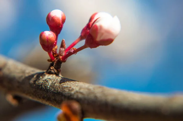 Kiraz tomurcuğunun öğretisi makro fotoğraf