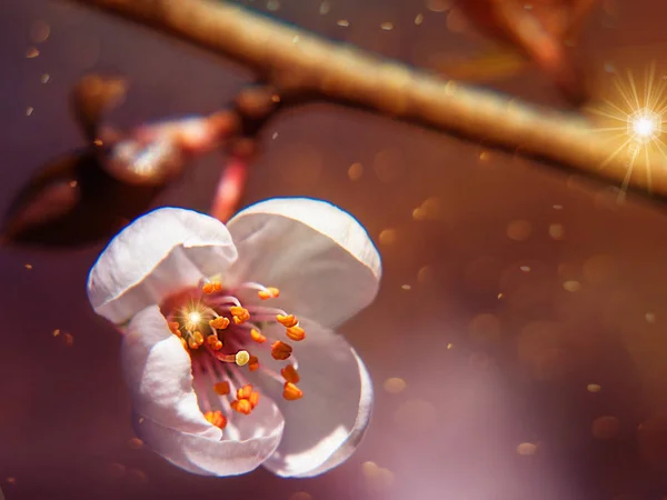 Kiraz tomurcuğunun öğretisi makro fotoğraf