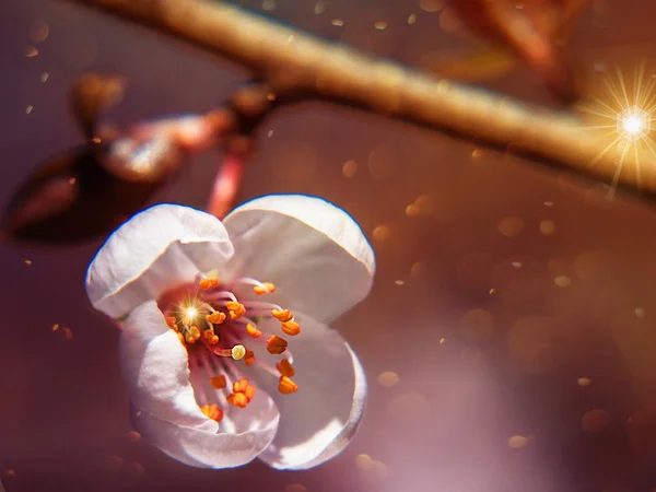        Kiraz tomurcuğunun öğretisi makro fotoğraf