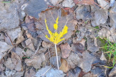 Ormanda altın sonbahar