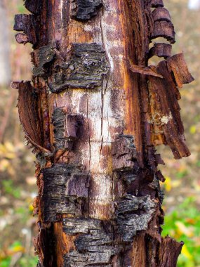Ormanda altın sonbahar