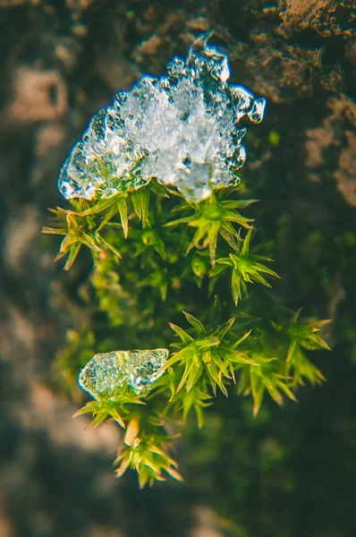 Makro fotoğraf. Kış. Doğa.