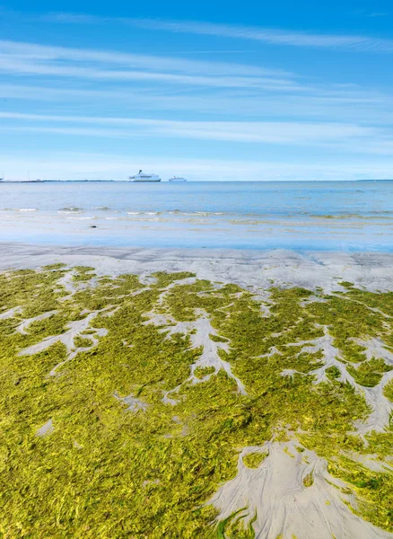 Zandige kust met algen van Baltische Zee — Stockfoto