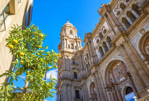 Klocktornet och fasaden av katedralen i Malaga — Stockfoto