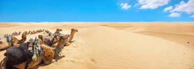 Panoramic landscape with camels waiting of tourists at Sahara desert. Tunisia, North Africa     clipart
