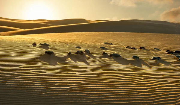 Sand Dunes Famous Natural Maspalomas Beach Gran Canaria Canary Islands — Stock Photo, Image