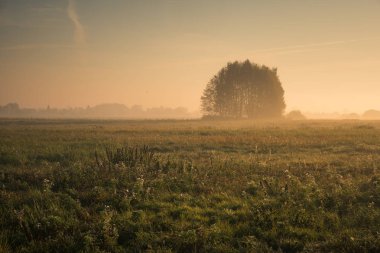 Oborskie Meadows, Konstancin Jeziorna, Polonya 'da Sabah