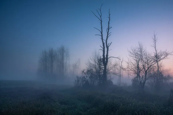 Leiter inmitten der Sümpfe an einem nebligen Morgen, piaseczno, po — Stockfoto