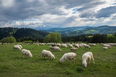 Baharda bir çayırda koyun Tatra Mo 'nun arka planına karşı.