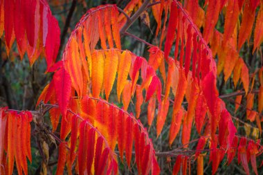 Sumac ağacında sonbahar kırmızı yaprakları
