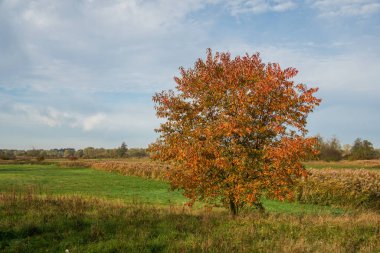 Polonya 'nın Masovia bölgesindeki Jeziorka vadisinde sonbahar ağacı