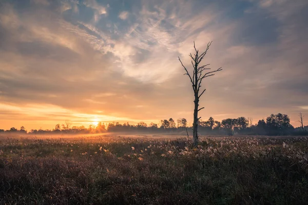 Сонячний Схід над лукою і самотнє дерево поблизу міста Пясечно (Мазовія)., — стокове фото