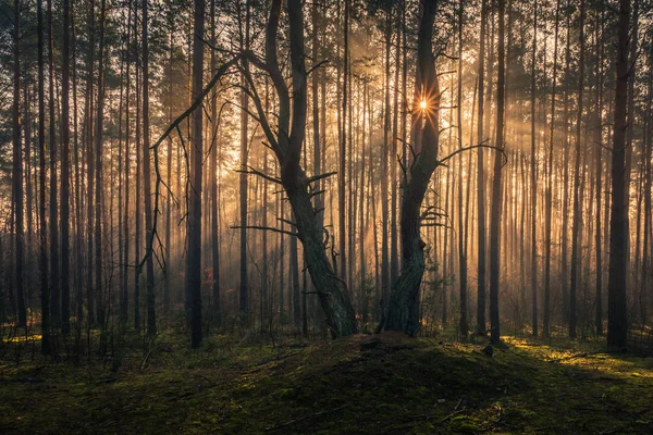 Jesienny las w mglisty i słoneczny dzień, Par Krajobrazu Chojnowskiego — Zdjęcie stockowe
