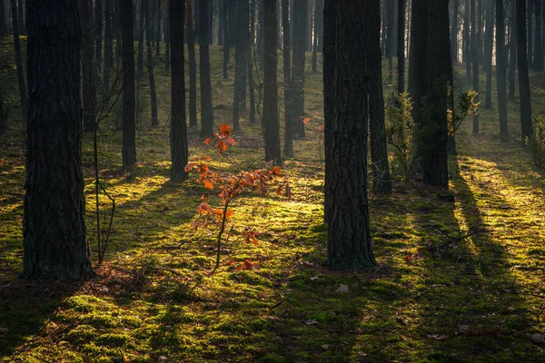Forêt d'automne par une journée brumeuse et ensoleillée, Paysage Chojnowski Par — Photo