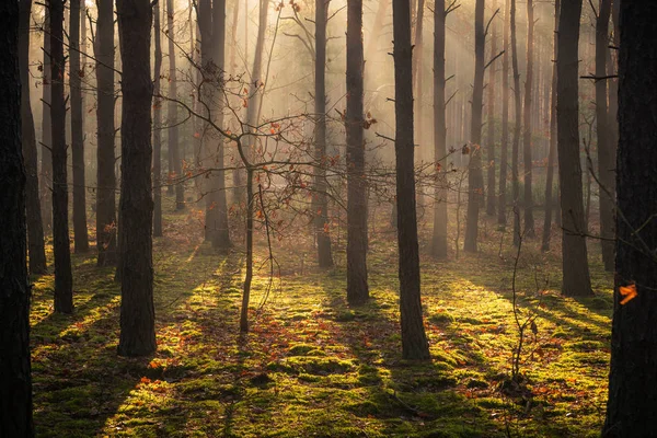 Höstskog på en dimmig och solig dag, Chojnowski Landskap Par — Stockfoto
