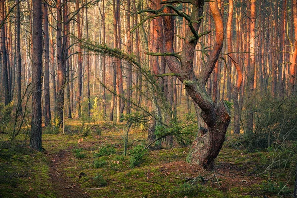 Forêt d'automne par une journée brumeuse et ensoleillée, Paysage Chojnowski Par — Photo
